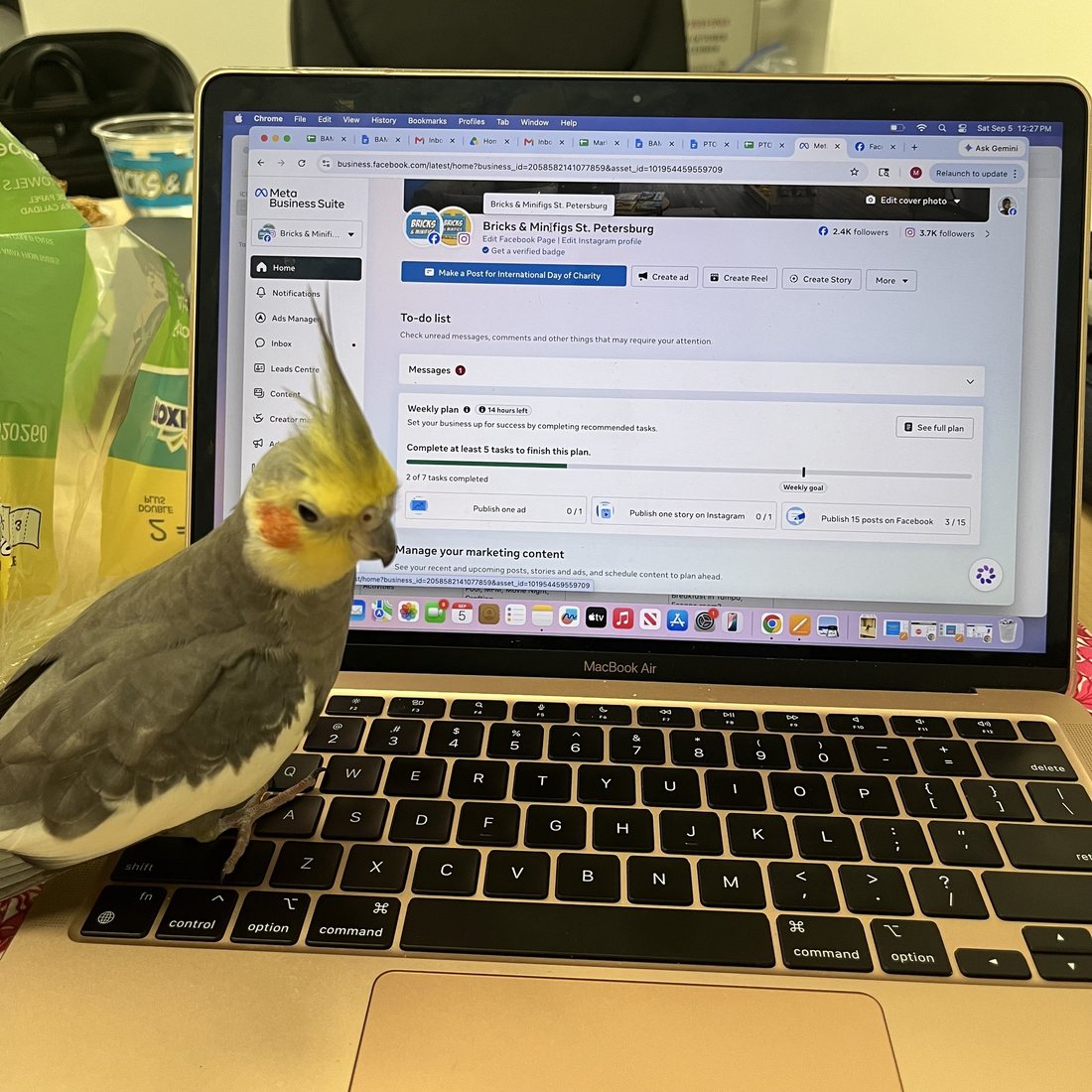The photograph from the St. Petersburg store post: a grey cockatiel standing on the keyboard of a laptop whose screen shows the store social media management page